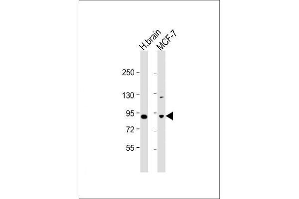 MAPK8IP1 Antikörper  (C-Term)
