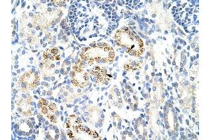 CDC25B antibody was used for immunohistochemistry at a concentration of 4-8 ug/ml to stain Epithelial cells of renal tubule (arrows) in Human Kidney. (CDC25B Antikörper)