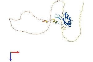 SRSF12 Protein (AA 1-261) (His tag)