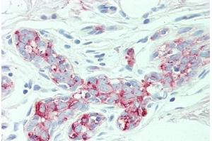 Anti-SLC4A2 antibody  ABIN1049340 IHC staining of human breast.