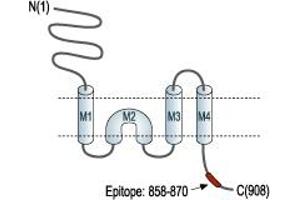 Representative domain view of the target of ABIN7885050.