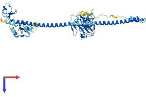 TRIM38 Protein (AA 1-465) (His tag)