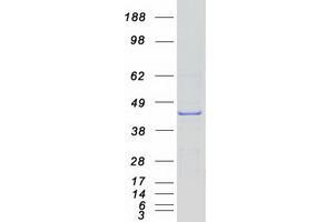 Western Blotting (WB) image for NADPH Oxidase Organizer 1 (NOXO1) (Transcript Variant B) protein (Myc-DYKDDDDK Tag) (ABIN2727493)