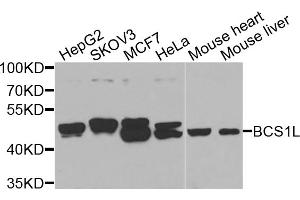 Western blot analysis of extracts of various cell lines, using BCS1L antibody. (BCS1L Antikörper)