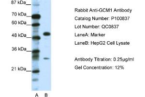 WB Suggested Anti-GCM1  Antibody Titration: 0. (GCM1 Antikörper  (C-Term))
