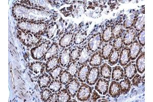 IHC-P Image NRF1 antibody detects NRF1 protein at nucleus on mouse colon by immunohistochemical analysis. (NRF1 Antikörper)