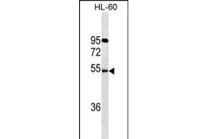 FKRP Antibody (C-term) (ABIN1536611 and ABIN2843847) western blot analysis in HL-60 cell line lysates (35 μg/lane). (FKRP Antikörper  (C-Term))
