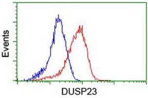 Image no. 14 for anti-Dual Specificity Phosphatase 23 (DUSP23) antibody (ABIN1497930) (DUSP23 Antikörper)