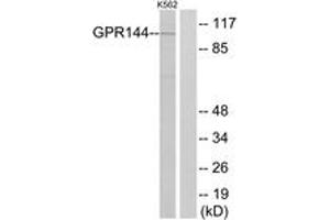 Western blot analysis of extracts from K562 cells, using GPR144 Antibody.