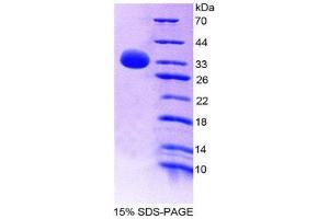SDS-PAGE (SDS) image for V-Myb Myeloblastosis Viral Oncogene Homolog (Avian) (MYB) (AA 35-291) protein (His tag) (ABIN2127183) (MYB Protein (AA 35-291) (His tag))