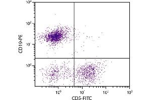 BALB/c mouse splenocytes were stained with Rat Anti-Mouse CD5-FITC. (CD5 Antikörper  (Biotin))