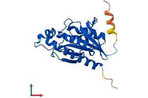 AlphaFold protein structure predicition of Mouse Recombinant Ptrh1 Protein, UniprotID Q8BW00
