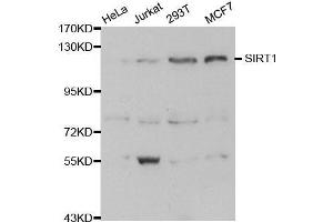 Western blot analysis of extracts of various cell lines, using SIRT1 antibody. (SIRT1 Antikörper)