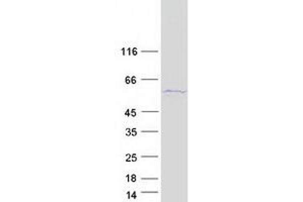 SRP54 Protein (Myc-DYKDDDDK Tag)