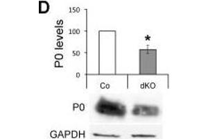 Western Blotting (WB) image for anti-Glyceraldehyde-3-Phosphate Dehydrogenase (GAPDH) antibody (ABIN2857072)