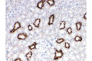 Anti-Aquaporin 3 antibody, IHC(F) IHC(F): Rat Kidney Tissue (AQP3 Antikörper  (C-Term))