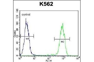 Flow Cytometry (FACS) image for anti-ELAV (Embryonic Lethal, Abnormal Vision, Drosophila)-Like 2 (Hu Antigen B) (ELAVL2) (AA 156-184) antibody (ABIN656861)