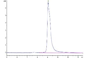 The purity of Cynomolgus IL-4 is greater than 95 % as determined by SEC-HPLC. (IL-4 Protein (AA 25-153) (His tag))