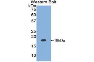 Western Blotting (WB) image for anti-Calmodulin,CAM (AA 1-149) antibody (ABIN1077888) (Calmodulin,CAM Antikörper  (AA 1-149))