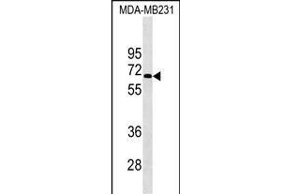 KCNF1 Antikörper  (AA 195-221)
