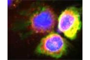 Confocal microscopy on isolated monocytes. (Myeloperoxidase Antikörper)