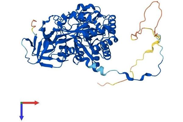 DPYSL5 Protein (AA 1-564) (His tag)
