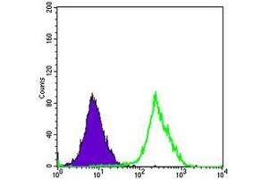Flow cytometric analysis of Hela cells using FUK mouse mAb (green) and negative control (purple). (FUK Antikörper)