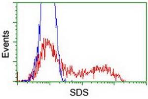 HEK293T cells transfected with either RC217814 overexpress plasmid (Red) or empty vector control plasmid (Blue) were immunostained by anti-SDS antibody (ABIN2455352), and then analyzed by flow cytometry. (serine Dehydratase Antikörper)