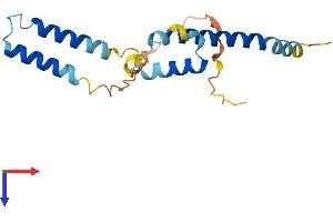 HES2 Protein (AA 1-173) (His tag)