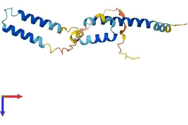 HES2 Protein (AA 1-173) (His tag)