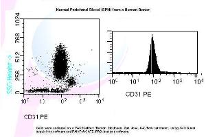 Image no. 1 for anti-Platelet/endothelial Cell Adhesion Molecule (PECAM1) antibody (PE) (ABIN1112114) (CD31 Antikörper  (PE))