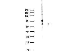Western blot analysis of lysates from  cells(heat-shock,45 min treatment), using NE Antibody at 1/1000 dilution.