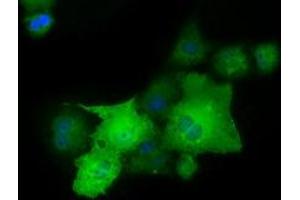 Anti-PAICS mouse monoclonal antibody (ABIN2453414) immunofluorescent staining of COS7 cells transiently transfected by pCMV6-ENTRY PAICS (RC215225). (PAICS Antikörper)