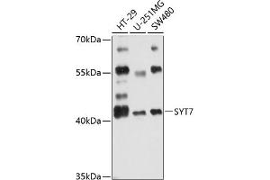 Western blot analysis of extracts of various cell lines, using SYT7 antibody (ABIN6129754, ABIN6148793, ABIN6148794 and ABIN6216498) at 1:3000 dilution. (SYT7 Antikörper  (AA 38-170))