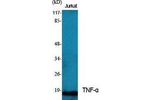 Western Blotting (WB) image for anti-Tumor Necrosis Factor alpha (TNF alpha) (Internal Region) antibody (ABIN6280910)