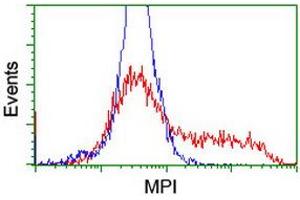 HEK293T cells transfected with either RC208134 overexpress plasmid (Red) or empty vector control plasmid (Blue) were immunostained by anti-MPI antibody (ABIN2455805), and then analyzed by flow cytometry. (MPI Antikörper)
