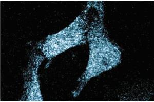 Immunofluorescence staining of human endothelial cells. (SCARB1 Antikörper  (AA 104-294))