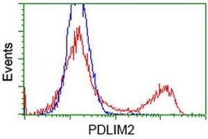 HEK293T cells transfected with either RC210022 overexpress plasmid (Red) or empty vector control plasmid (Blue) were immunostained by anti-PDLIM2 antibody (ABIN2454456), and then analyzed by flow cytometry. (PDLIM2 Antikörper)