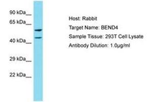 Image no. 1 for anti-BEN Domain Containing 4 (BEND4) (AA 435-484) antibody (ABIN6750808) (BEND4 Antikörper  (AA 435-484))