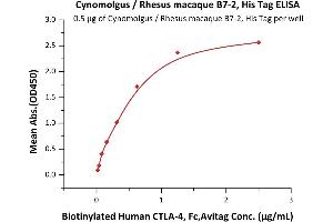 Immobilized Cynomolgus / Rhesus macaque B7-2, His Tag (Hied) (ABIN2180854,ABIN2180853) at 5 μg/mL (100 μL/well) can bind Biotinylated Human CTLA-4, Fc,Avitag (ABIN2870534,ABIN2870535) with a linear range of 0. (CD86 Protein (CD86) (AA 19-240) (His tag))
