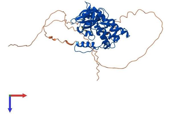CSNK1G3 Protein (AA 1-447) (His tag)