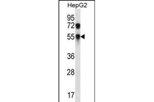 CHST8 Antibody (Center) (ABIN656769 and ABIN2845989) western blot analysis in HepG2 cell line lysates (35 μg/lane). (CHST8 Antikörper  (AA 219-247))