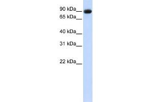 WB Suggested Anti-POSTN Antibody  Titration: 1 ug/ml Positive Control: 293T cells lysate (Periostin Antikörper  (Middle Region))