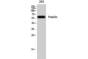 Western Blotting (WB) image for anti-Paxillin (PXN) (Thr505), (Thr508) antibody (ABIN3186345) (Paxillin Antikörper  (Thr505, Thr508))