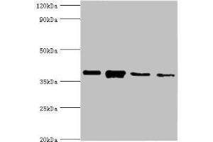 Western blot All lanes: Anxa1 antibody at 2 μg/mL Lane 1: PC-3 whole cell lysate Lane 2: A431 whole cell lysate Lane 3: K562 whole cell lysate Lane 4: MCF-7 whole cell lysate Secondary Goat polyclonal to rabbit IgG at 1/10000 dilution Predicted band size: 39 kDa Observed band size: 39 kDa (Annexin a1 Antikörper  (AA 2-346))
