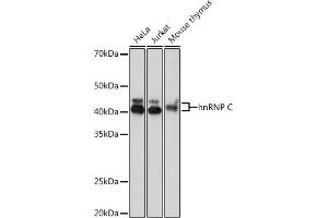 Western blot analysis of extracts of various cell lines, using hnRNP C Rabbit mAb (ABIN7267629) at 1:1000 dilution. (HNRNPC Antikörper)