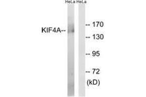 Western blot analysis of extracts from HeLa cells, using KIF4A Antibody. (KIF4A Antikörper  (AA 1171-1220))