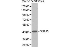 Western blot analysis of extracts of mouse heart tissue, using GNA15 antibody.