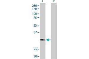 Western Blot analysis of FBXO6 expression in transfected 293T cell line by FBXO6 MaxPab polyclonal antibody.