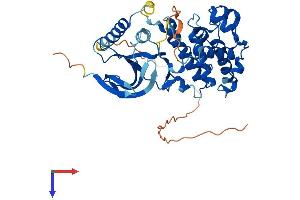 JNK2 Protein (AA 1-423) (His tag)